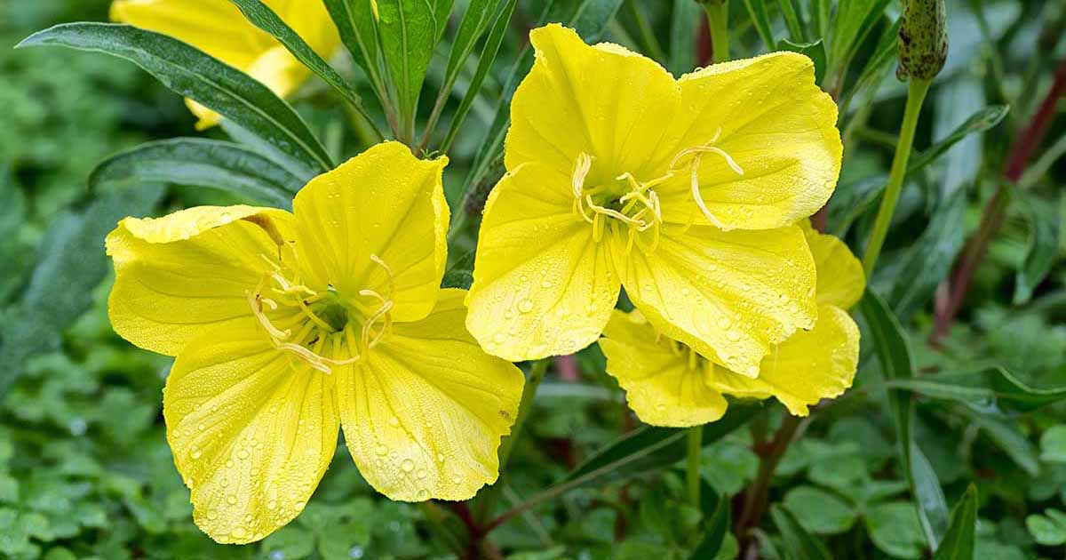 Oenothera Missouriensis Flower seeds for Planting Wildflower Mix Heirloom & GMO Free Seeds for Home Garden