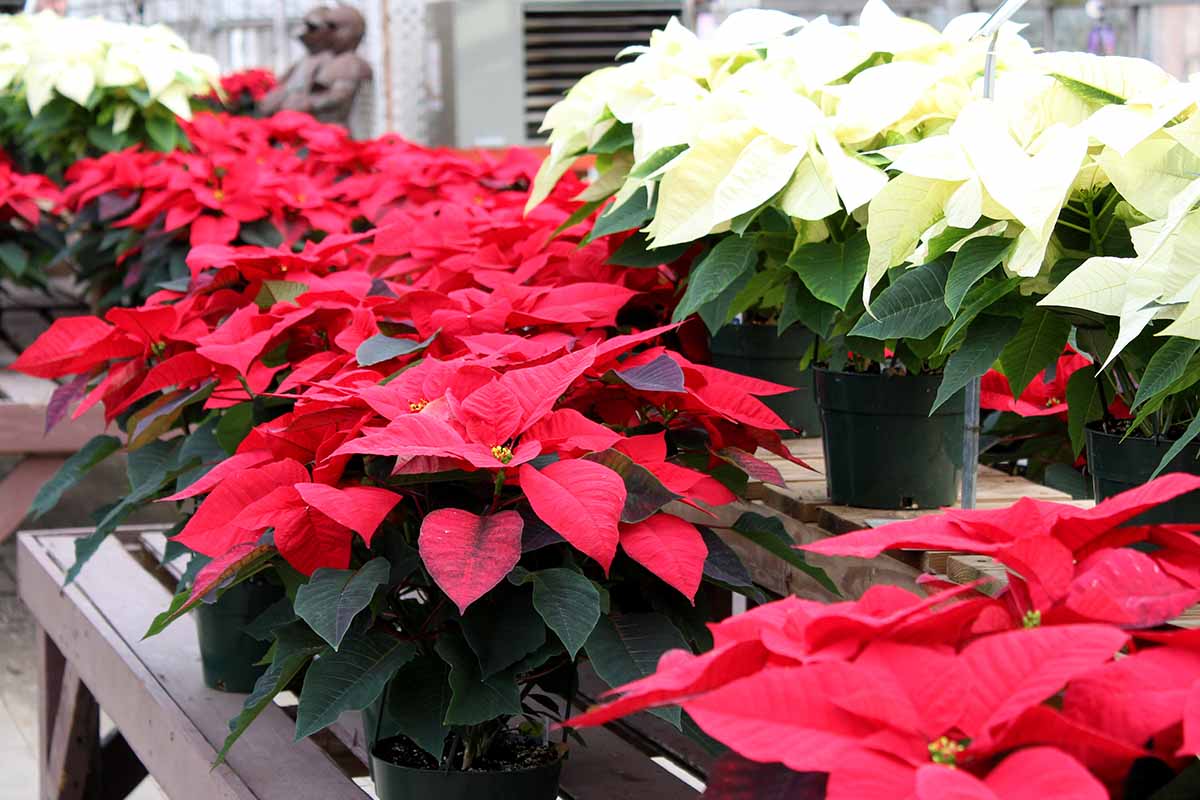 Euphorbia Pulcherrima Flower seeds for Planting Easy to Grow Heirloom & GMO Free Seeds for Home Garden
