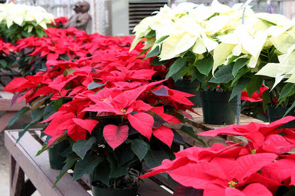 Euphorbia Pulcherrima Flower seeds for Planting Easy to Grow Heirloom & GMO Free Seeds for Home Garden