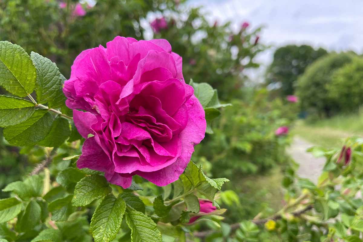 Rugosa Flower seeds for Planting Cottage Garden Essential Heirloom & GMO Free Seeds for Home Garden