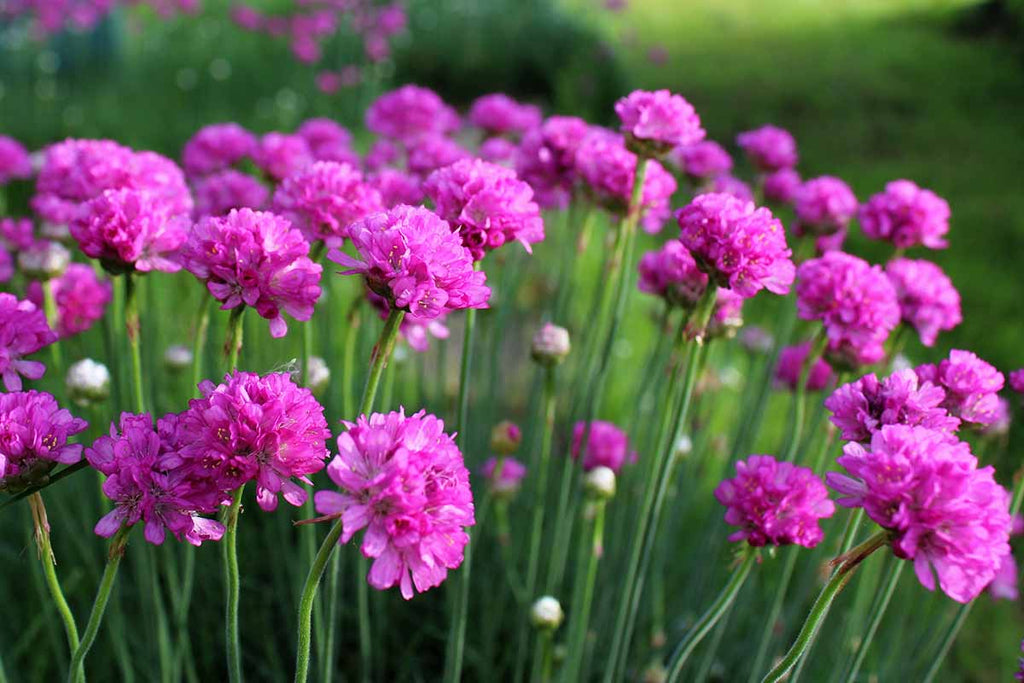 Maritima Flower seeds for Planting Bright Blooms Heirloom & GMO Free Seeds for Home Garden vegetable and garden seeds