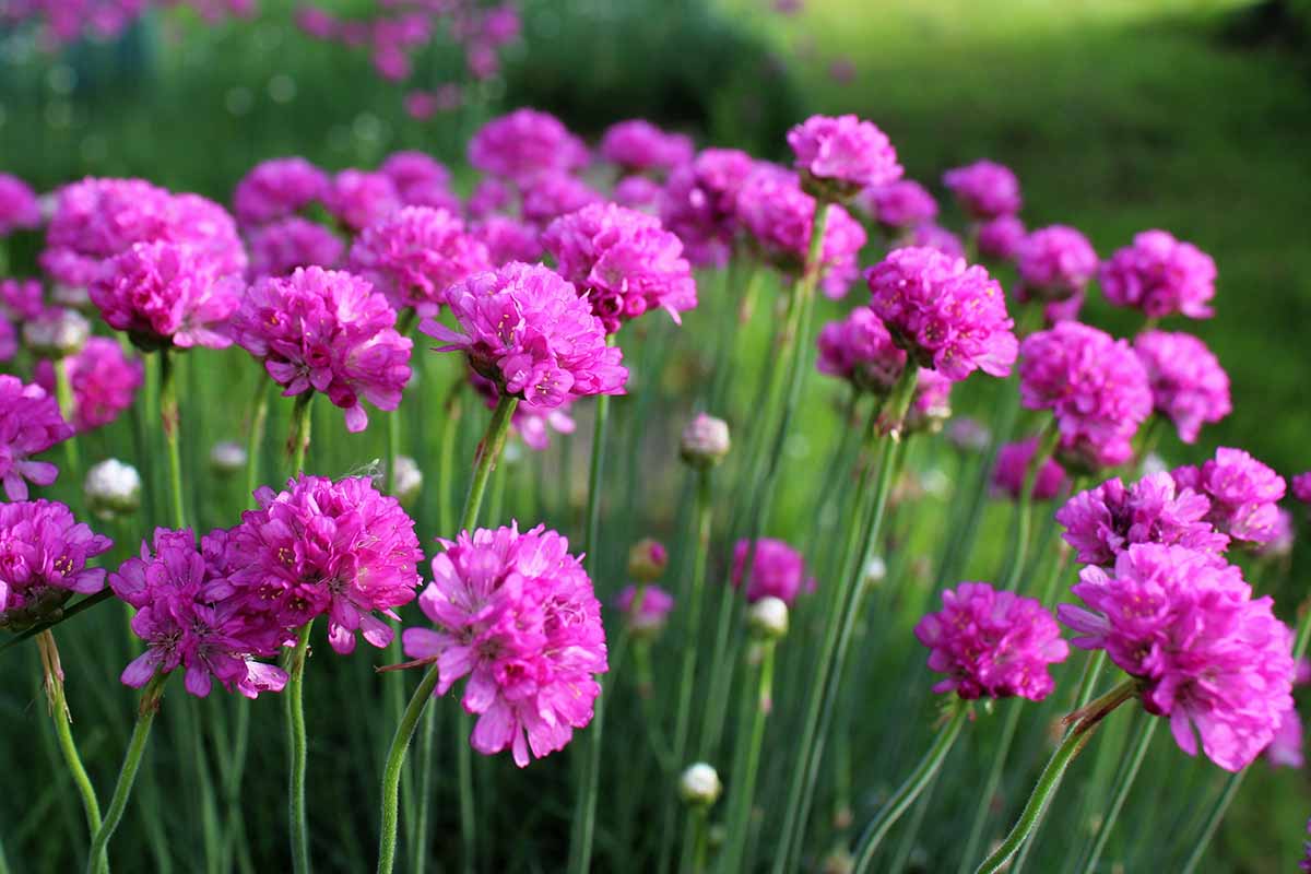 Maritima Flower seeds for Planting Bright Blooms Heirloom & GMO Free Seeds for Home Garden vegetable and garden seeds