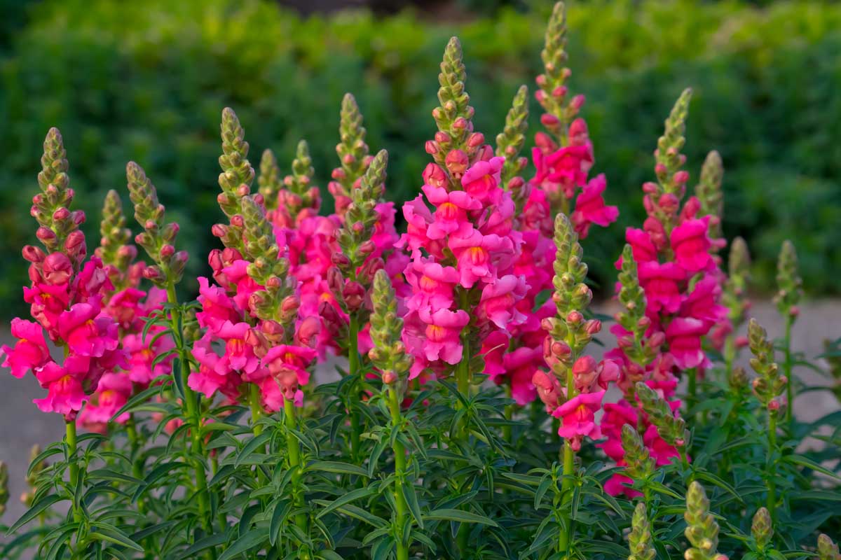 Premium Antirrhinum Flower seeds for Planting Bright Blooms Heirloom & GMO Free Seeds for Home Garden seeds