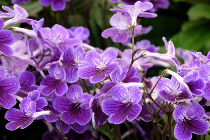 Cape Primrose Flower seeds for Planting Seasonal Bloomer Heirloom & GMO Free Seeds for Home Garden