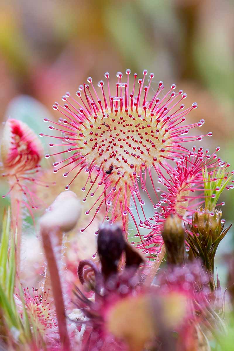 Dark Red Sundew Plant Seeds For Easy Planting Seeds
