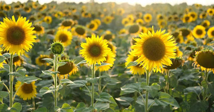 Yellow Sunflower Seeds For Planting - Grow Bright Sunflowers Flower