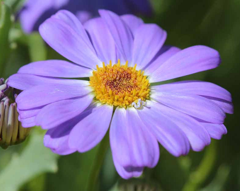 Heirloom Swan River Daisy Flower seeds for Planting Compact Growth Heirloom & GMO Free Seeds for Home Garden