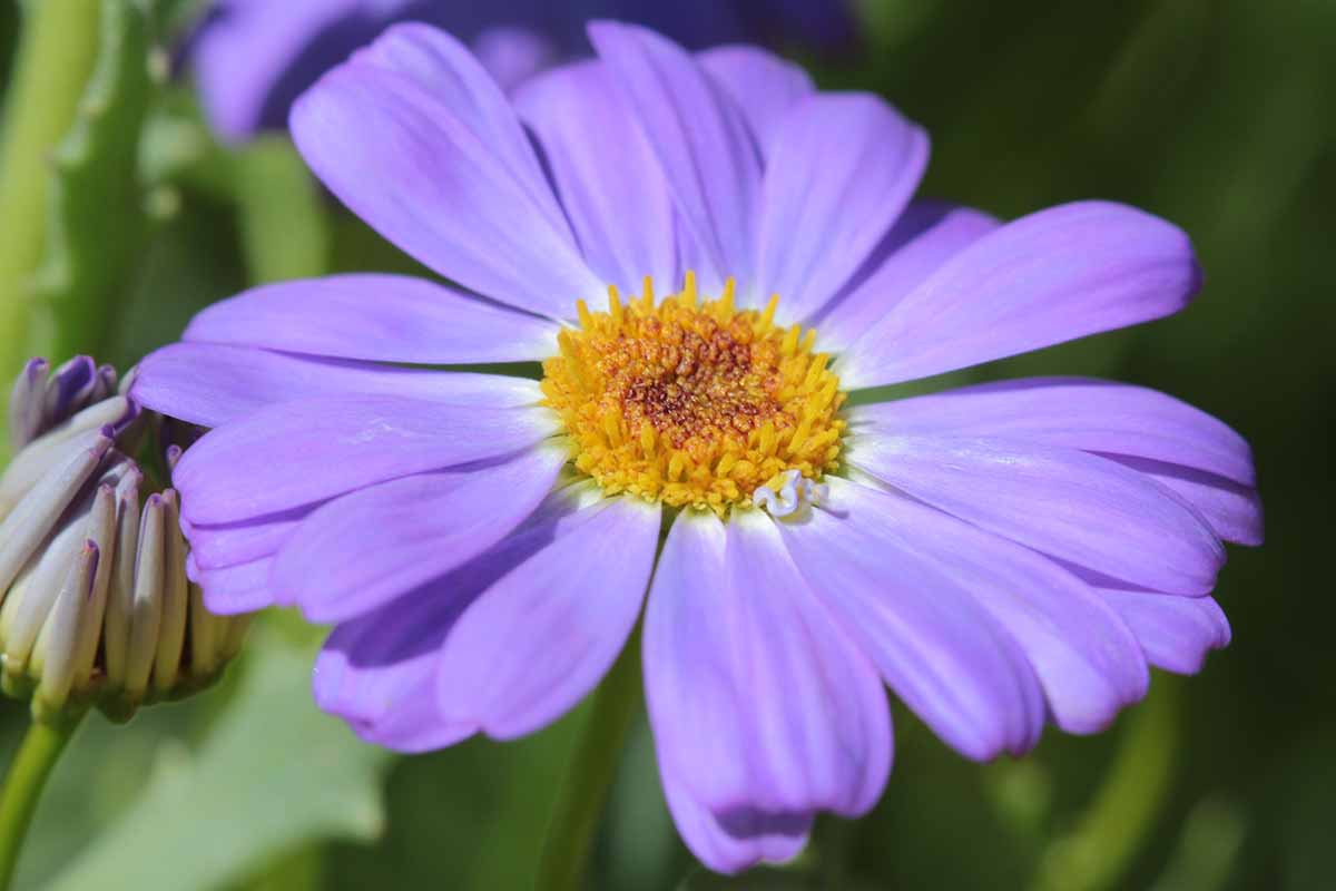 Premium Purple Iberidifolia Flower seeds for Planting Vibrant Colors, Heirloom & GMO Free Seeds for Home Garden seeds