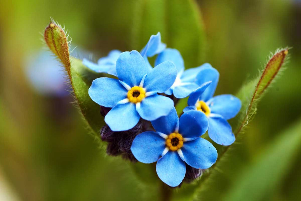 Bulk Forget Me Not Flower seeds for Planting Bright Blooms, Heirloom & GMO Free Seeds for Home Garden vegetable and garden seeds