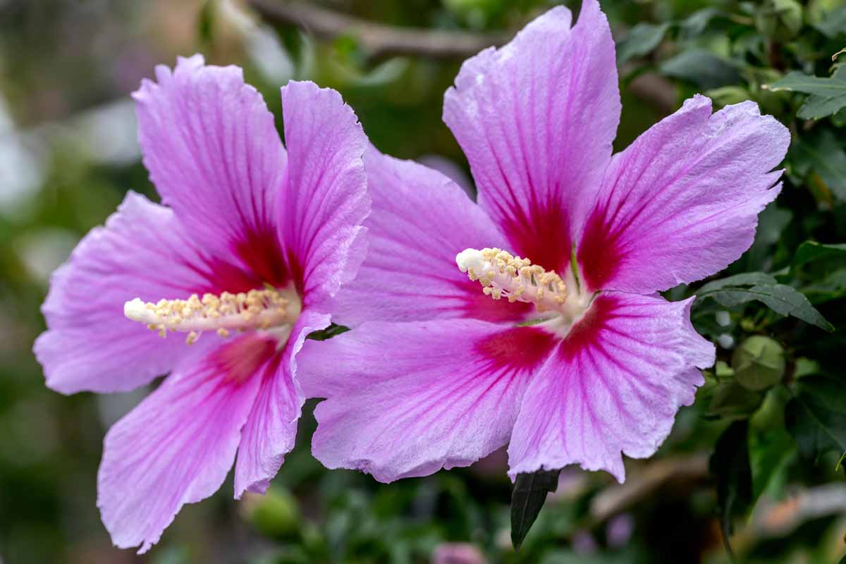 Sharon Hibiscus Flower seeds for Planting Bright Blooms Heirloom & GMO Free Seeds for Home Garden