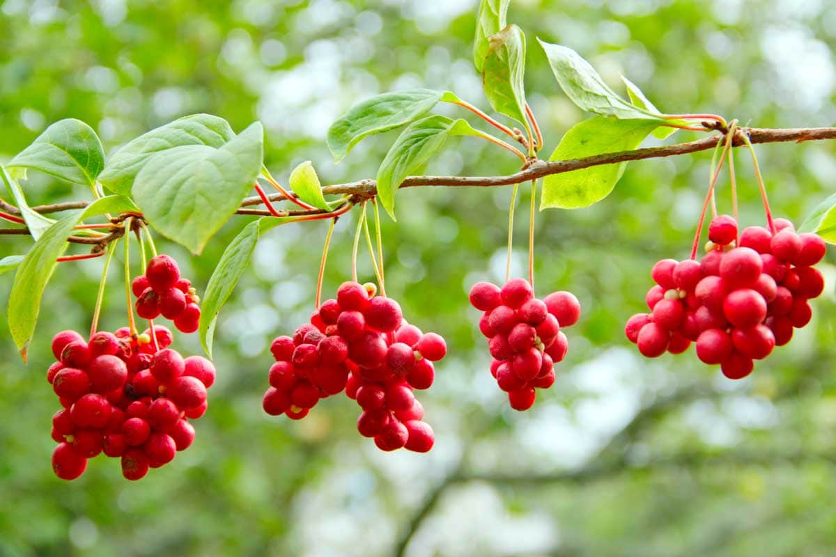 Red Schisandra Fruit Seeds Planting