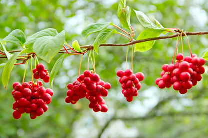 Red Schisandra Fruit Seeds Planting