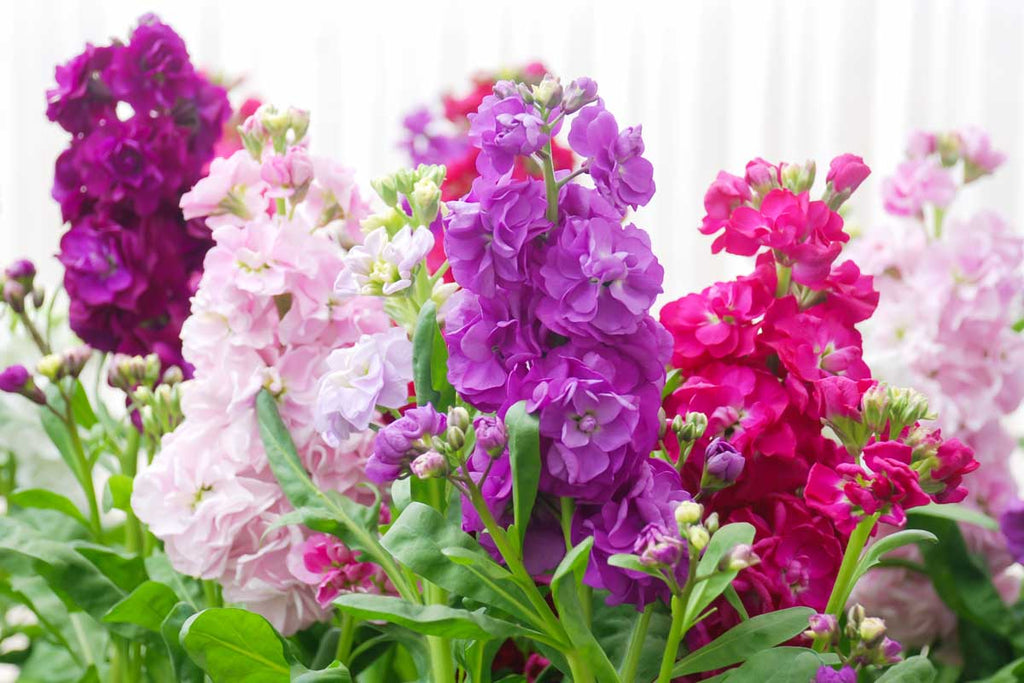 Premium Purple Hoary Stock Flower seeds for Planting Compact Growth, Heirloom & GMO Free Seeds for Home Garden seeds