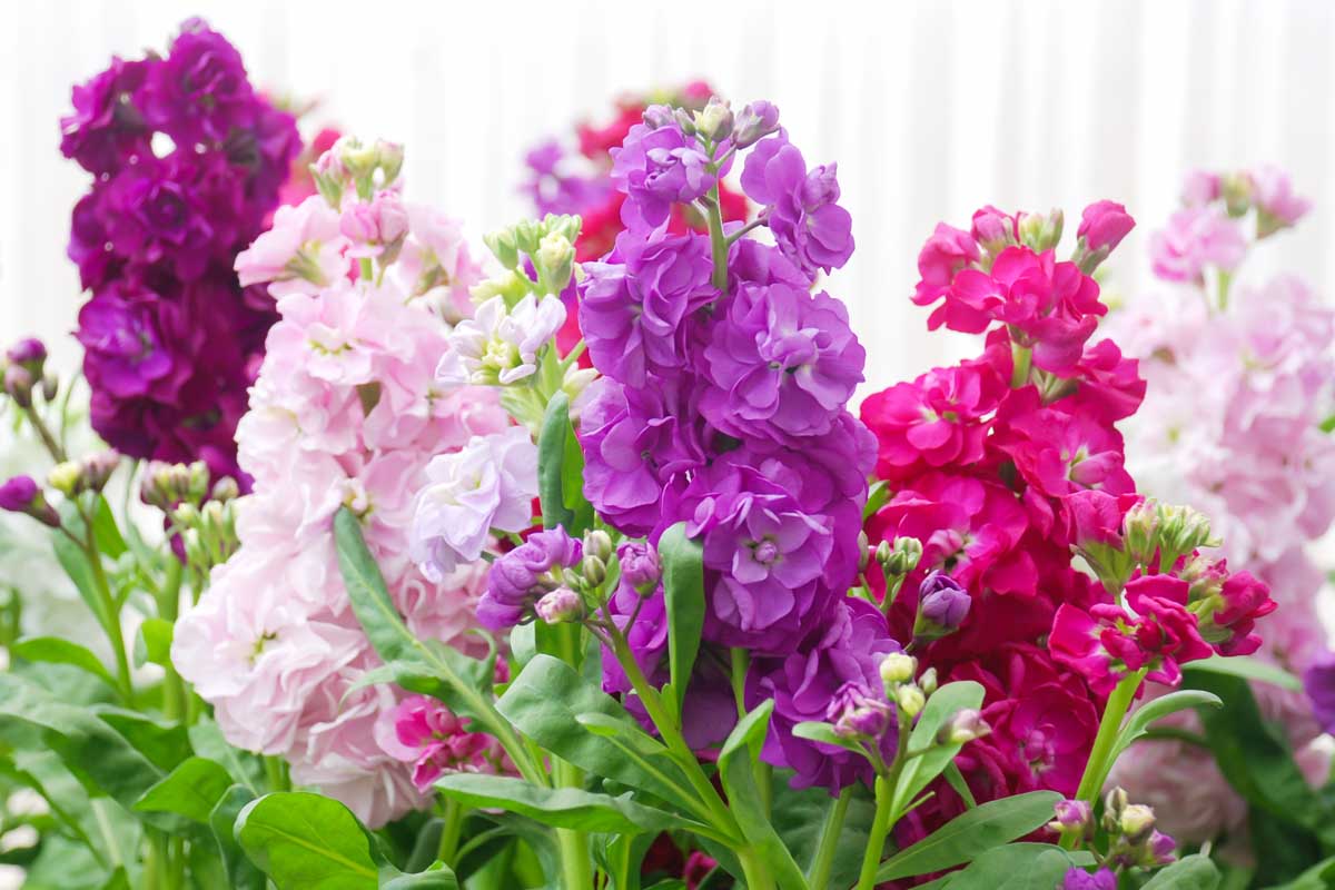 Premium Purple Hoary Stock Flower seeds for Planting Compact Growth, Heirloom & GMO Free Seeds for Home Garden seeds