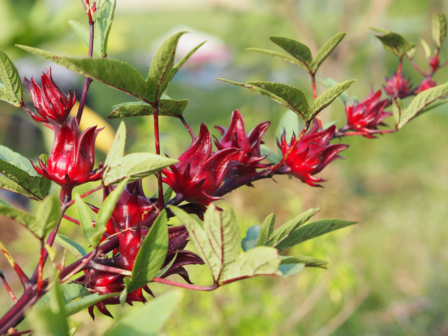 Dark Red Succulent Seeds For Easy Planting Plant Seeds