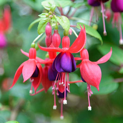 Heirloom Fuchsia Flower seeds for Planting Fragrant Blossoms Heirloom & GMO Free Seeds for Home Garden