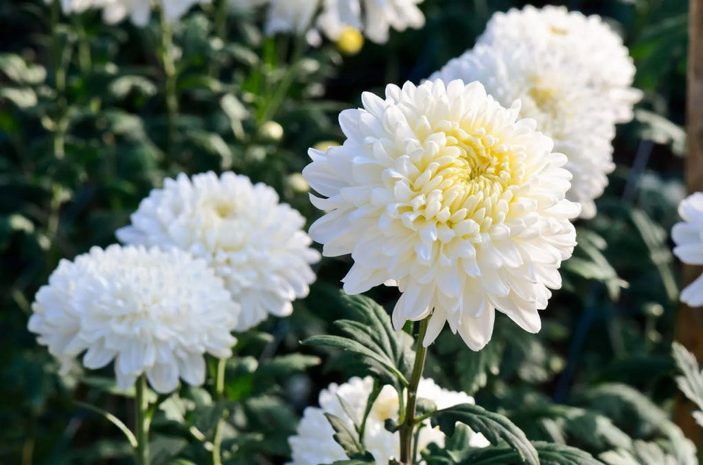 Premium Chrysanthemum Flower Seeds Green White Flower seeds for Planting Drought Tolerant, Heirloom & GMO Free Seeds for Home Garden seeds