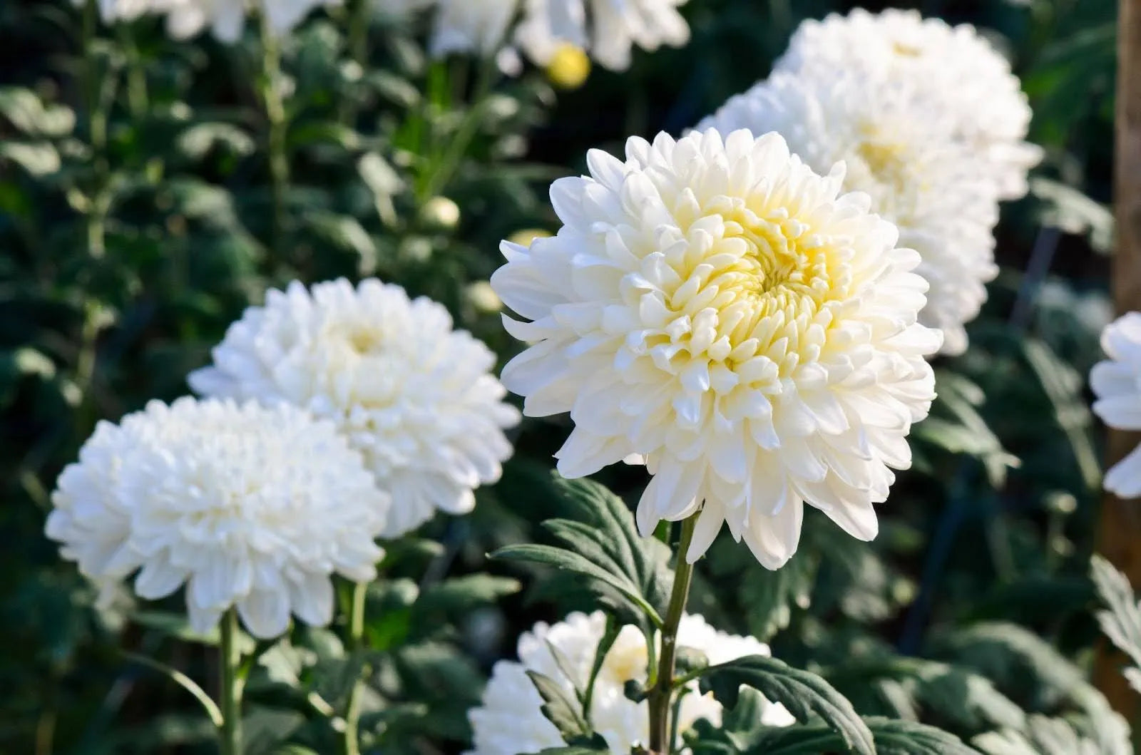 Premium Chrysanthemum Flower Seeds Green White Flower seeds for Planting Drought Tolerant, Heirloom & GMO Free Seeds for Home Garden seeds