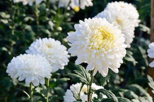 Premium Chrysanthemum Flower Seeds Green White Flower seeds for Planting Drought Tolerant, Heirloom & GMO Free Seeds for Home Garden seeds