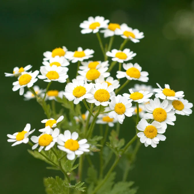 Feverfew Flower seeds for Planting Wildflower Mix Heirloom & GMO Free Seeds for Home Garden