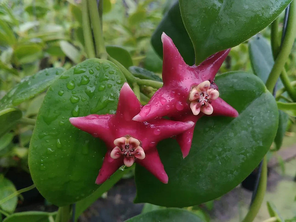 Premium Green Red Hoya Flower seeds for Planting Long Bloom Season, Heirloom & GMO Free Seeds for Home Garden seeds