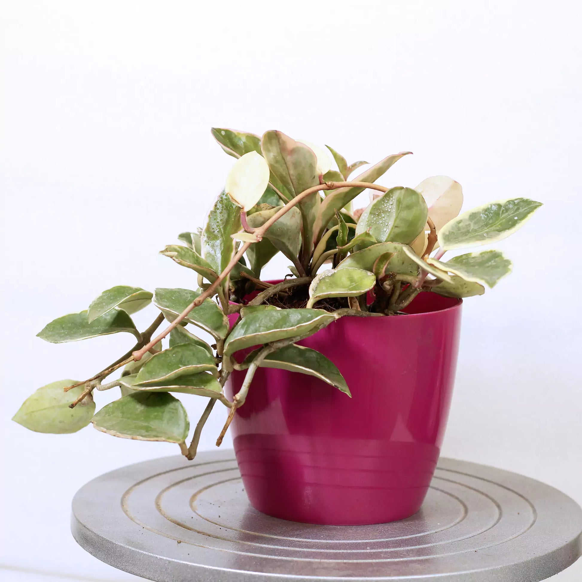 Cream Hoya Planting Seeds For Vibrant Growth Flower