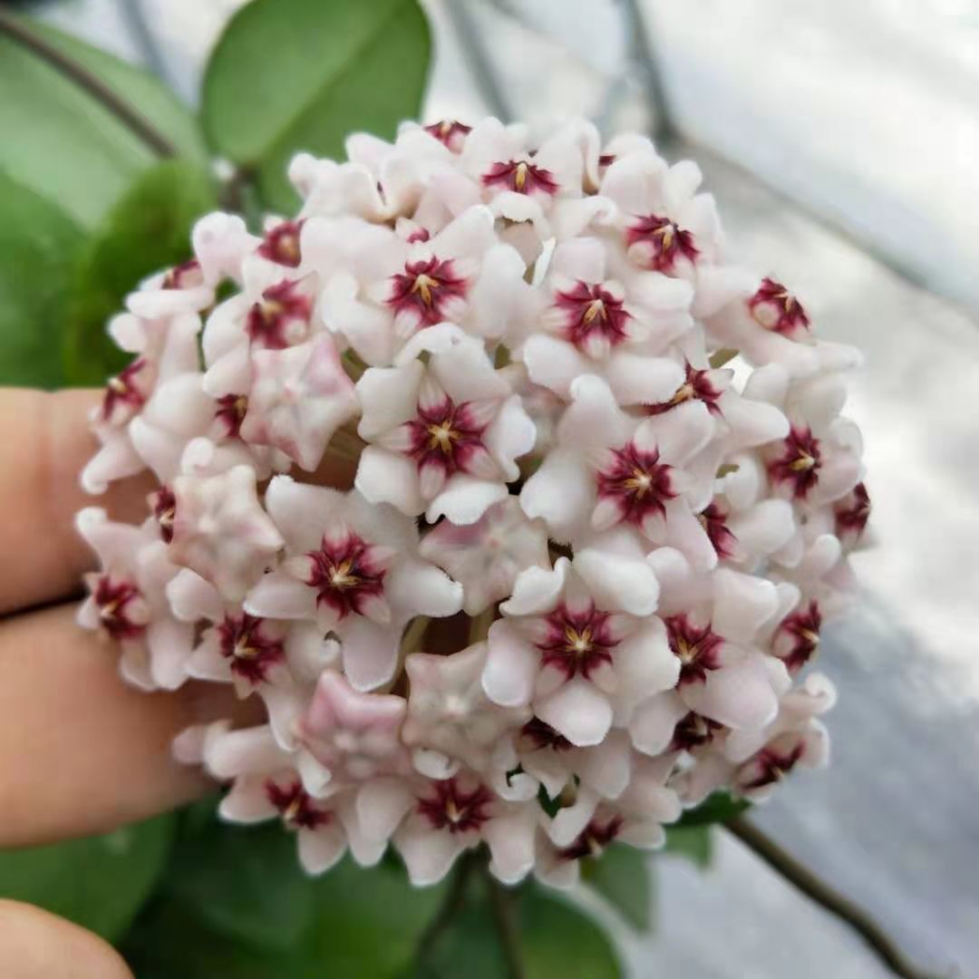 Hoya Carnosa Flower seeds for Planting Compact Growth, Heirloom & GMO Free Seeds for Home Garden vegetable and garden seeds