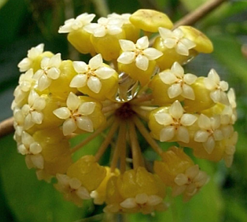 Hoya Flower seeds for Planting Garden Favorite Heirloom & GMO Free Seeds for Home Garden