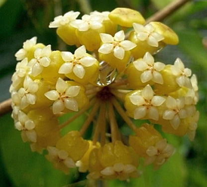 Hoya Flower seeds for Planting Garden Favorite Heirloom & GMO Free Seeds for Home Garden