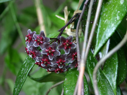 Purple Red Hoya Flower seeds for Planting Premium Quality Heirloom & GMO Free Seeds for Home Garden