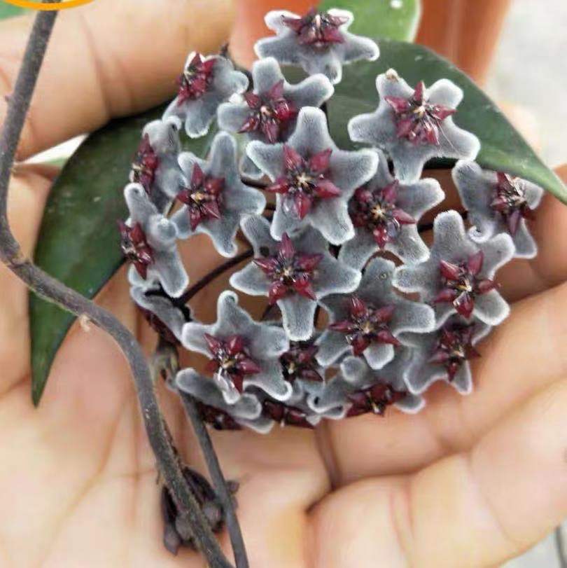 Black Hoya Flower seeds for Planting Vibrant Colors Heirloom & GMO Free Seeds for Home Garden