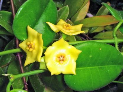 Hoya Flower seeds for Planting Garden Favorite Heirloom & GMO Free Seeds for Home Garden