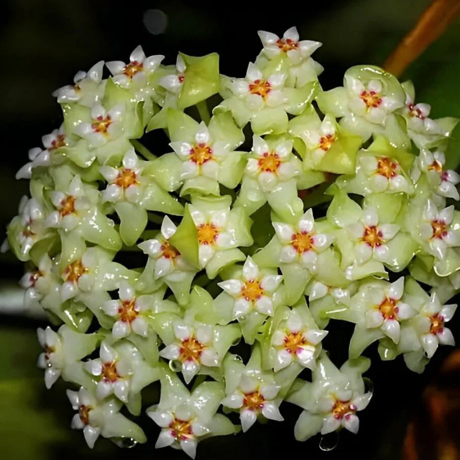 Green White Hoya Flower seeds for Planting Vibrant Colors, Heirloom & GMO Free Seeds for Home Garden seeds for planting
