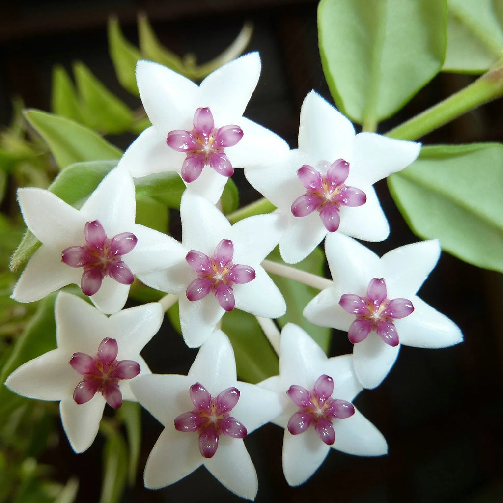 Hoya Bella Flower seeds for Planting Shade Tolerant, Heirloom & GMO Free Seeds for Home Garden vegetable and garden seeds