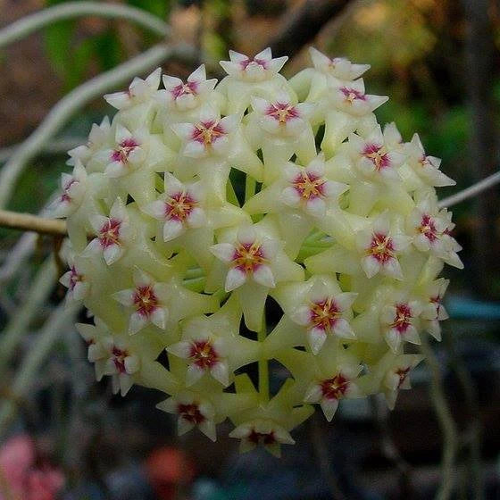 Premium Green White Hoya Flower seeds for Planting Vibrant Colors, Heirloom & GMO Free Seeds for Home Garden seeds
