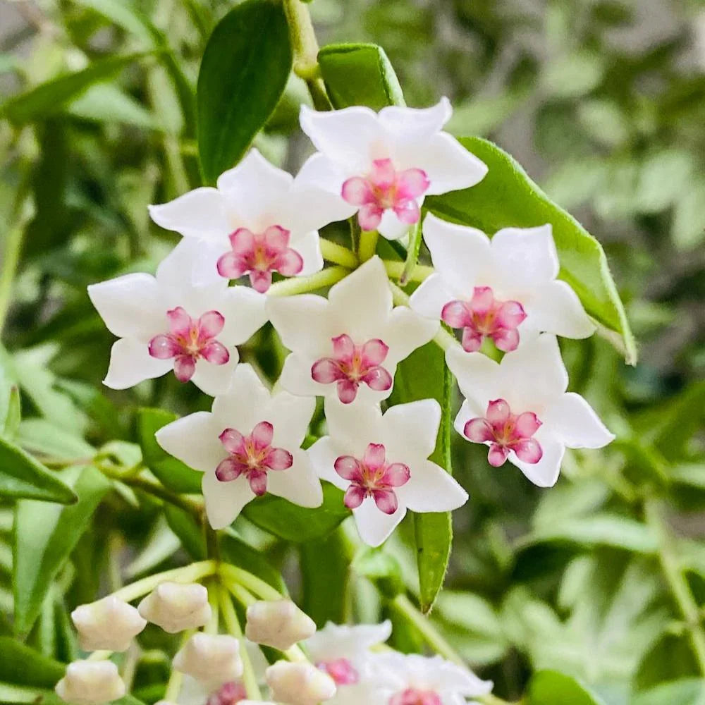 Premium Hoya Bella Flower seeds for Planting Shade Tolerant, Heirloom & GMO Free Seeds for Home Garden seeds