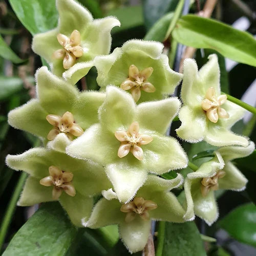 High quality Green White Hoya Flower seeds for Planting Vibrant Colors, Heirloom & GMO Free Seeds for Home Garden seeds pack