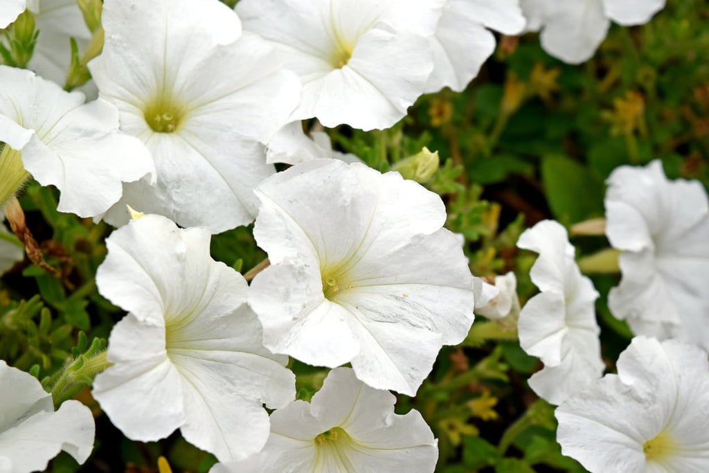 White Petunia Flower seeds for Planting Garden Favorite, Heirloom & GMO Free Seeds for Home Garden vegetable and garden seeds