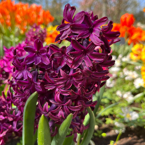 Burgundy Hyacinth Flower seeds for Planting Cottage Garden Essential, Heirloom & GMO Free Seeds for Home Garden seeds for planting