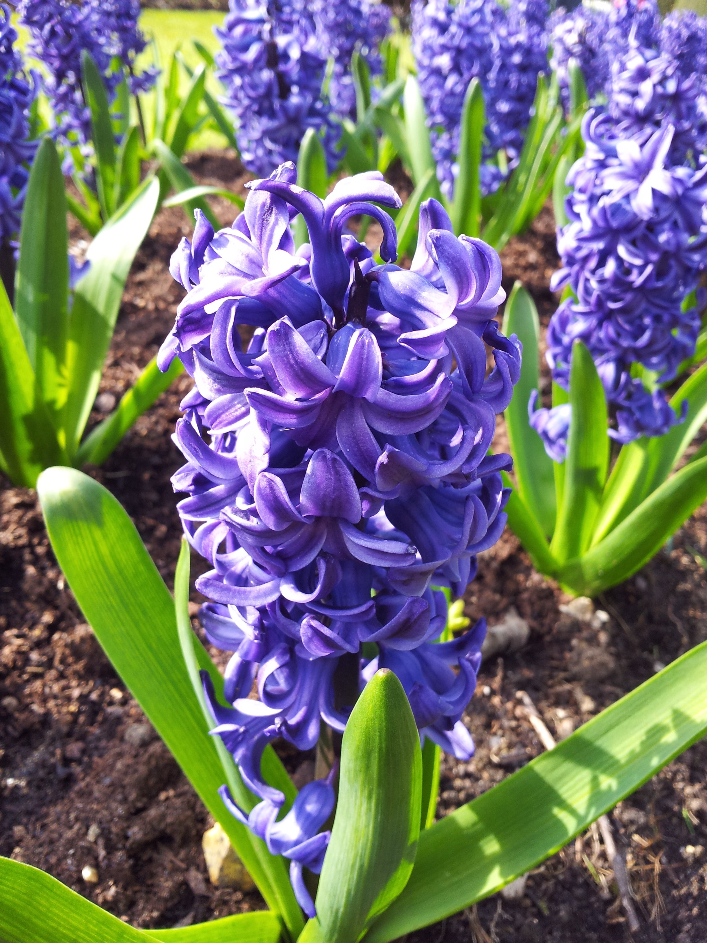 Deep Blue Hyacinthus Orientalis Flower seeds for Planting Vibrant Colors, Heirloom & GMO Free Seeds for Home Garden seeds for planting