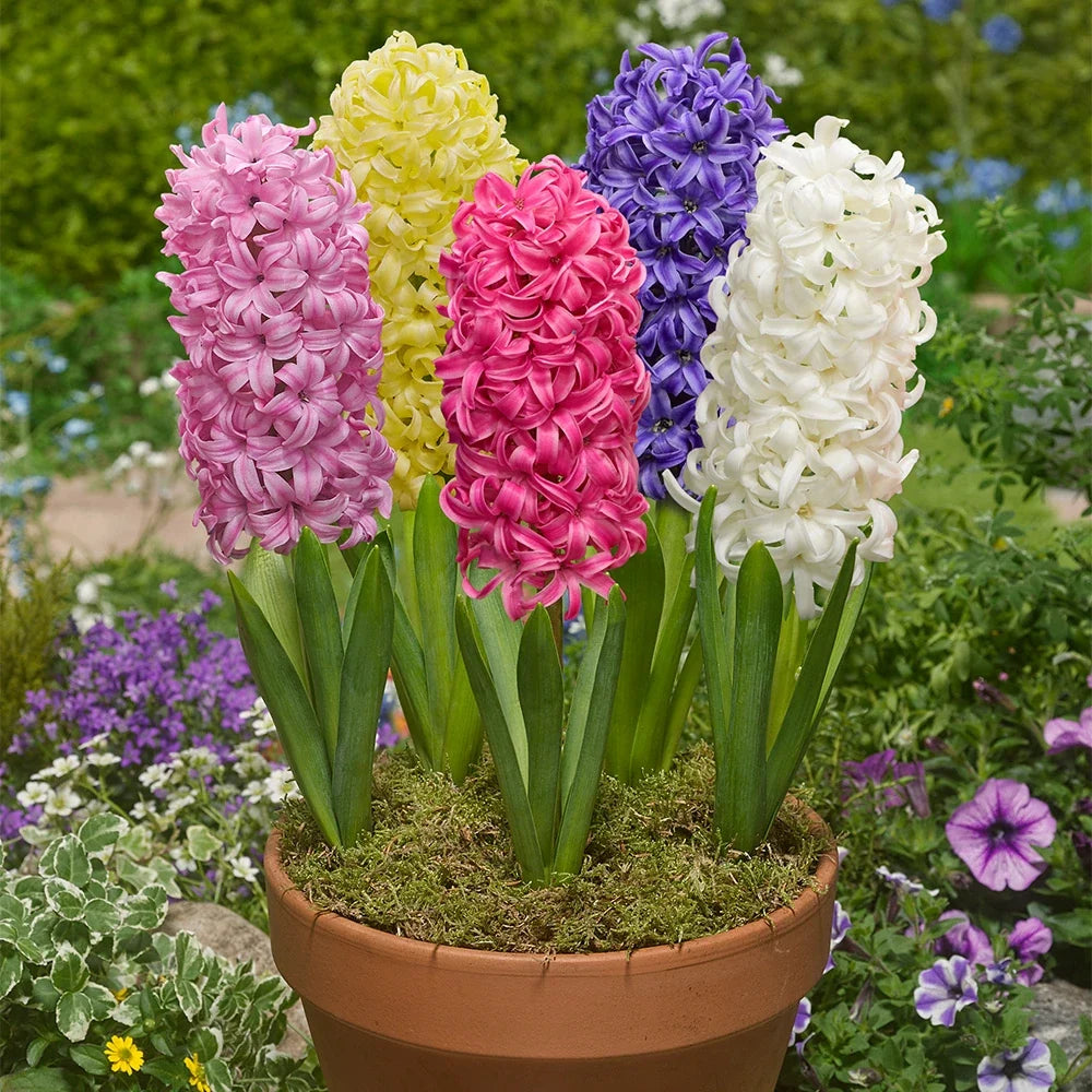 Mixed Hyacinth Flower seeds for Planting Bright Blooms, Heirloom & GMO Free Seeds for Home Garden seeds for planting