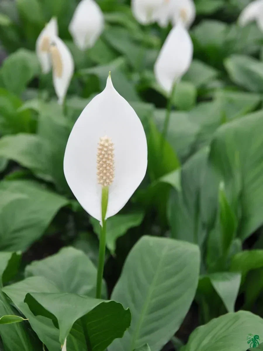 Spathiphyllum Peace Lily Seeds For Easy Planting Flower