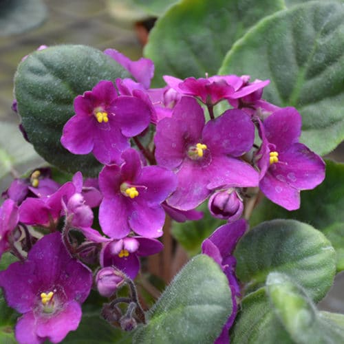 Baby Pink Saintpaulia Flower seeds for Planting Compact Growth, Heirloom & GMO Free Seeds for Home Garden vegetable and garden seeds