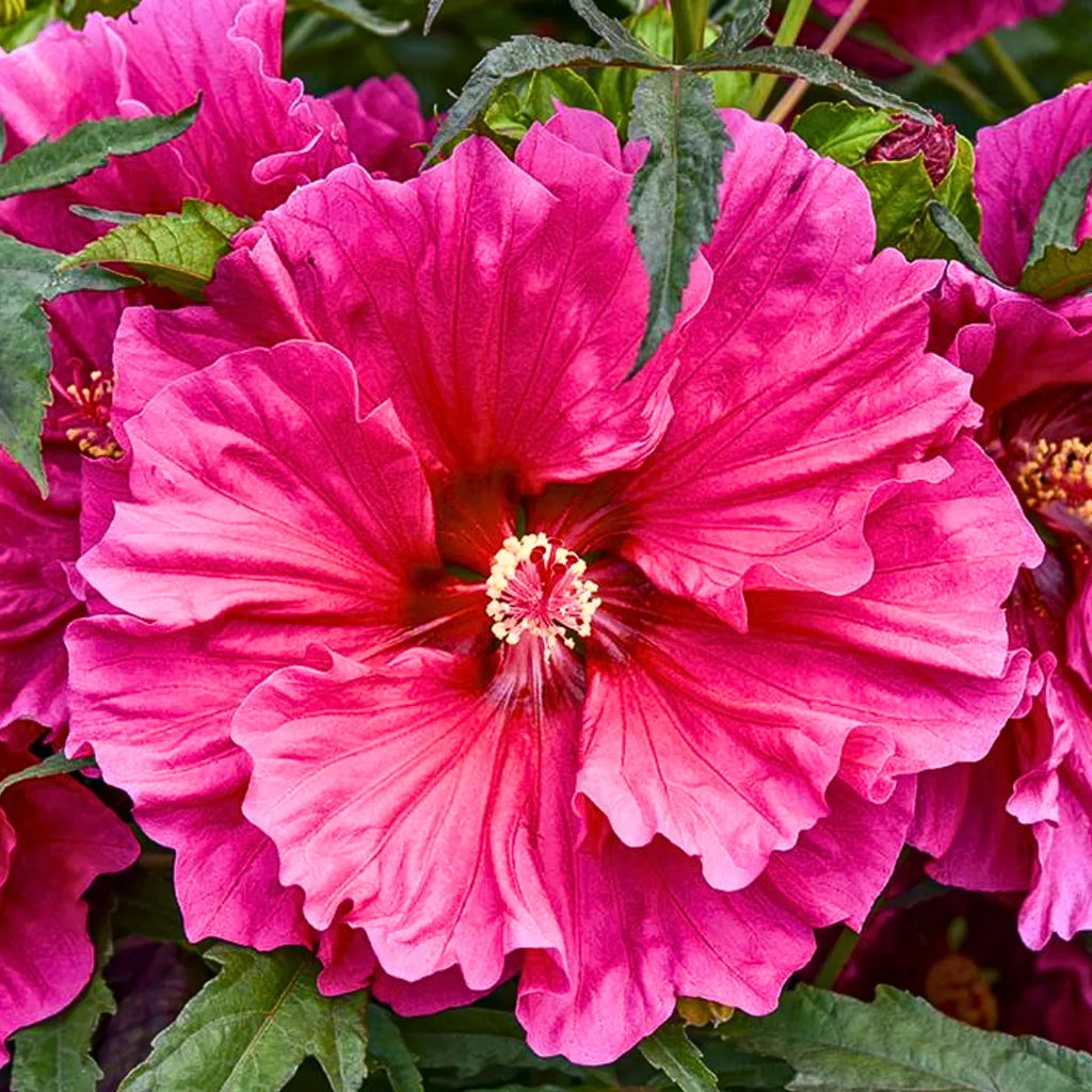 Hibiscus Mixed Flower seeds for Planting Pollinator Friendly, Heirloom & GMO Free Seeds for Home Garden vegetable and garden seeds