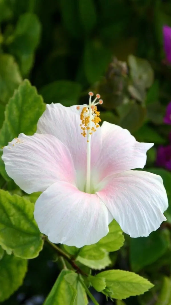 Heirloom Hibiscus Flower seeds for Planting Cut Flower Favorite Heirloom & GMO Free Seeds for Home Garden
