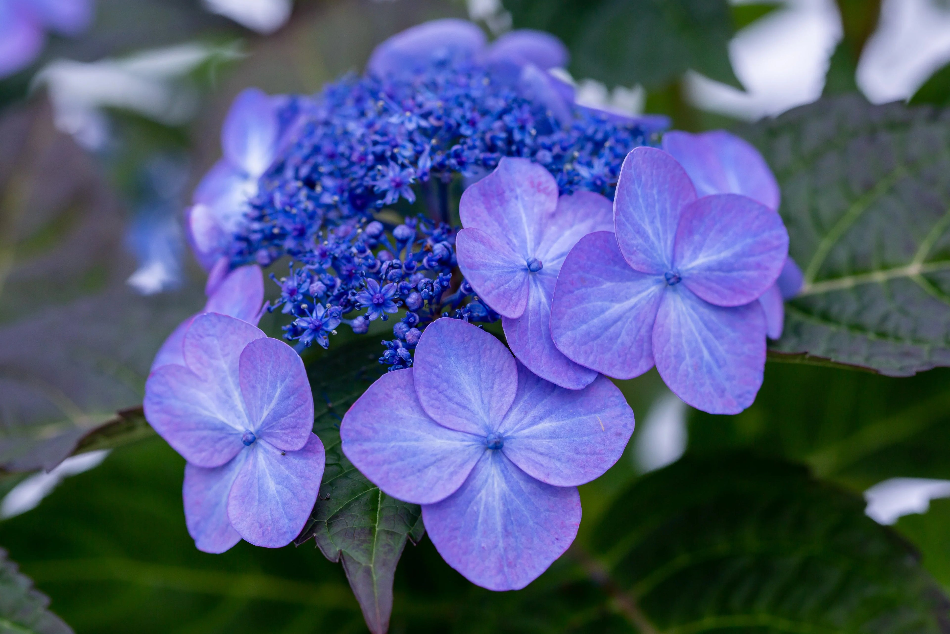 Lavender Hydrangea Flower seeds for Planting Perfect for Borders, Heirloom & GMO Free Seeds for Home Garden seeds for planting
