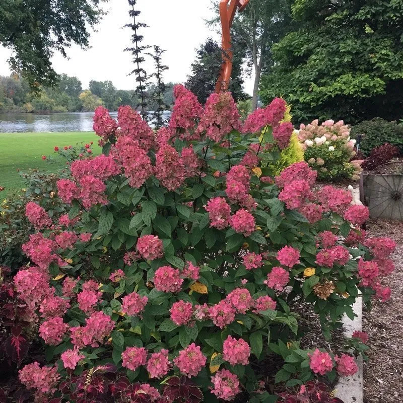 Vainilla Hortensia Flower seeds for Planting Garden Favorite, Heirloom & GMO Free Seeds for Home Garden vegetable and garden seeds