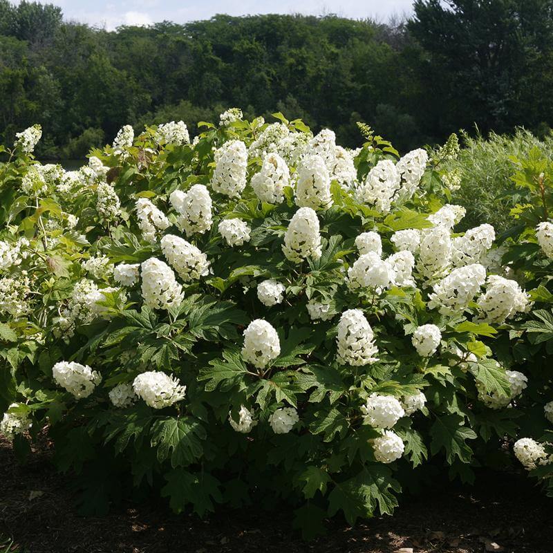 Mix Quercifolia Flower seeds for Planting Premium Quality, Heirloom & GMO Free Seeds for Home Garden vegetable and garden seeds