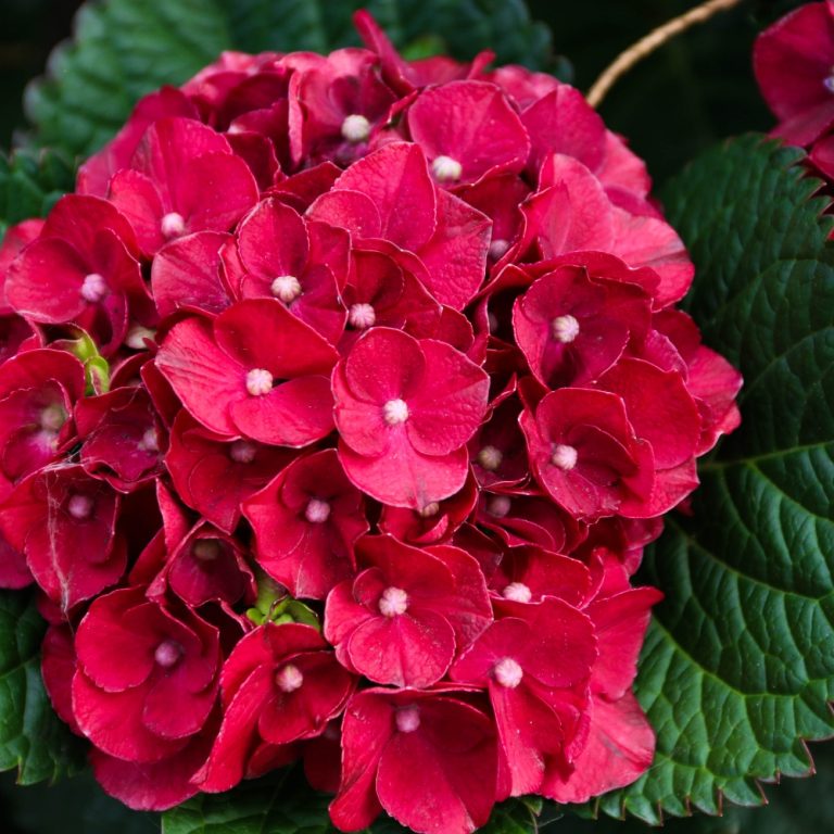 Premium Green & Red Hydrangea Flower seeds for Planting Easy to Grow, Heirloom & GMO Free Seeds for Home Garden seeds