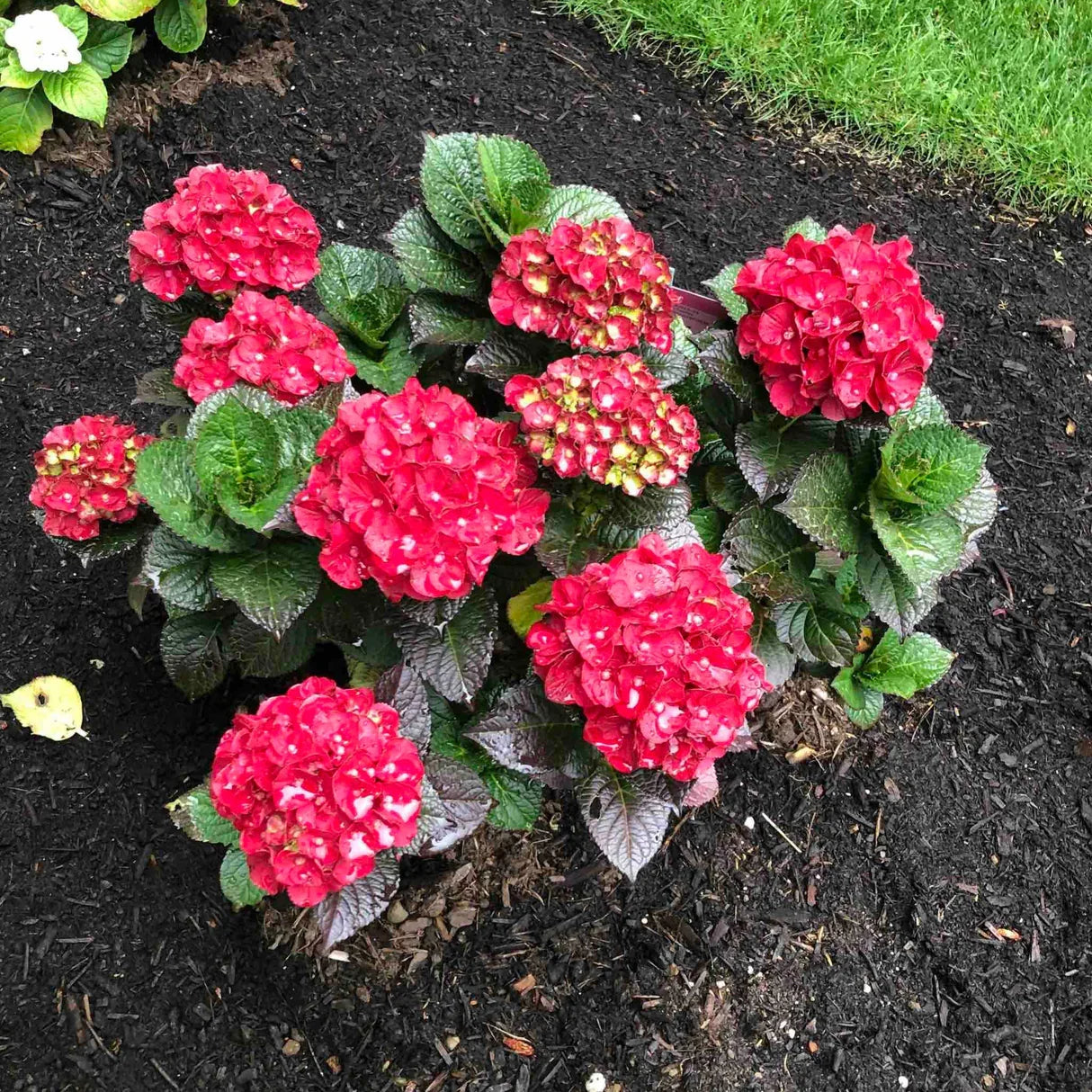 High quality Green & Red Hydrangea Flower seeds for Planting Easy to Grow, Heirloom & GMO Free Seeds for Home Garden seeds pack